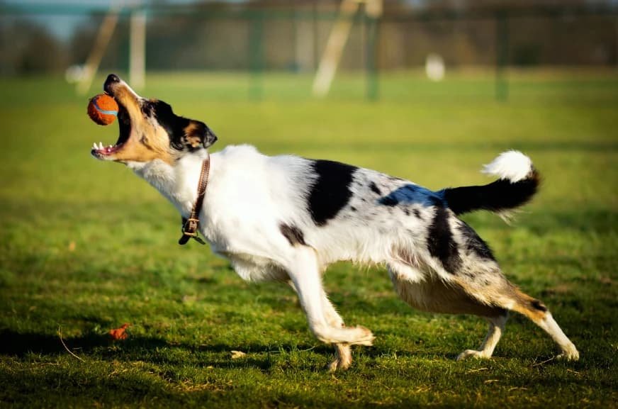How AI is Revolutionizing SEO for Premium Dog Boarding and Training Services