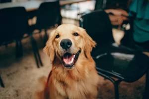 AI SEO for Dog Boarding and Training Services